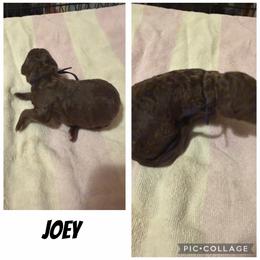 Joey - Brown male Poodle puppy in Piqua, Kansas from Legacy Farms Standard Poodles