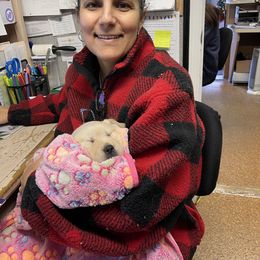 Golden Retriever Puppies from Ruff Life Goldens