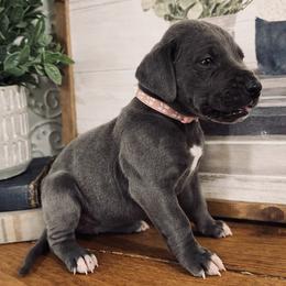Light Brown Collar - Blue female Great Dane puppy in Carencro, Louisiana from Halsey Danes