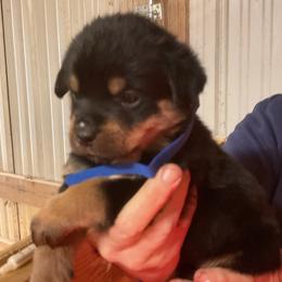 Boy 3 - Black and mahogany male Rottweiler puppy in Cartersville, Virginia from Vom Heldenhaft Rottweilers