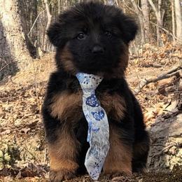 Winchester - Black Collar - Black and red male German Shepherd puppy in Charlotte, North Carolina from Zuflucht K9s