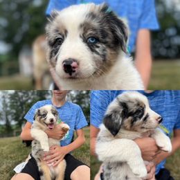 Australian Shepherd Puppies from Henderson Hill Australian Shepherds