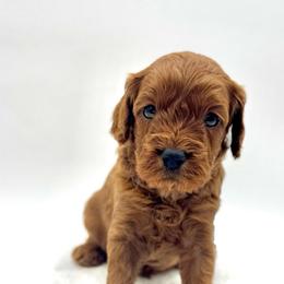 Chip - Red male Cavapoo puppy in La Vernia, Texas from Texas Teddy Bears
