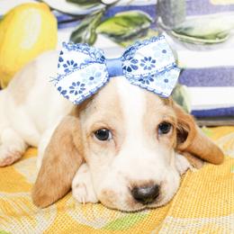 Darla - Lemon and white female Basset Hound puppy in Antlers, Oklahoma from Rocking H