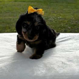 Jill - Dapple female Dachshund puppy in Athens, Alabama from Weidenthal Dachshunds