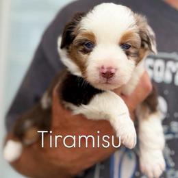 Tiramisu - Red merle male Miniature American Shepherd puppy in Riverton, Utah from Iron Spirit Homestead & Aussies