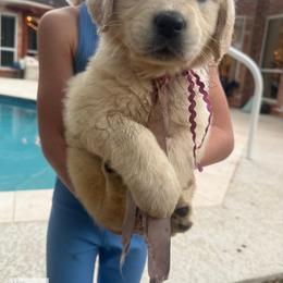 Jelly - Light golden female Golden Retriever puppy in Argyle, Texas from Skarlotte Goldens, LLC