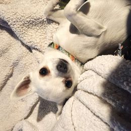 Anne - Chihuahua