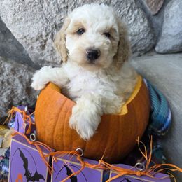 Cinder - Parti female Poodle puppy in Blackfoot, Idaho from Draper Mountain Doodles