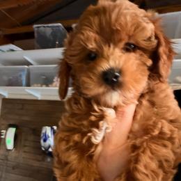 Kora - Red  female Goldendoodle puppy in Shingle Springs, California from Creamy Retrievers