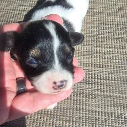ASTRID - White black and tan female Papillon puppy in Hollister, Missouri from Swan Creek Kennel