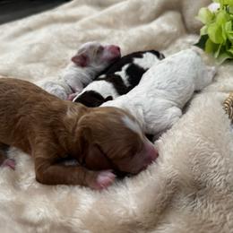 Sandy - Apricot female Goldendoodle puppy in Hemet, California from Vallevistadoodles