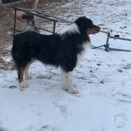 Australian Shepherd All Grown Up from Kade’s Stock Dogs