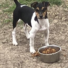 Krawl the Warrior King - White and black Russell Terrier puppy in Missouri from Royal Russells Ranch