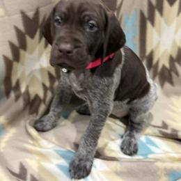 German Shorthaired Pointer Puppies from Lisa’s GSP’s
