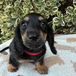 Male Classic black and tan longhair - Black and tan male Dachshund puppy in California from Sweetheart Labradors & Mini Dachshunds