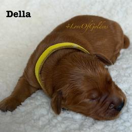 Della - Dark golden female Golden Retriever puppy in La Verne, California from 4LoveofGoldens