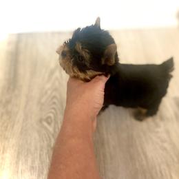 Maltese and Yorkshire Terrier Puppies from tatortot pup