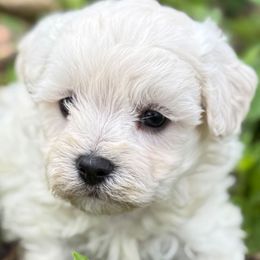 Kola - Cream male Maltipoo puppy in Lebanon, Kentucky from Mosaic Merle Doodles