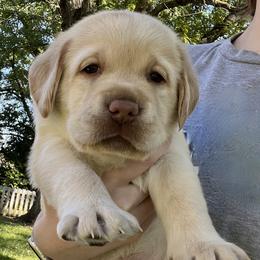 Harry - Yellow male Labrador Retriever puppy in Rochester, New Hampshire from Merrydale Labradors