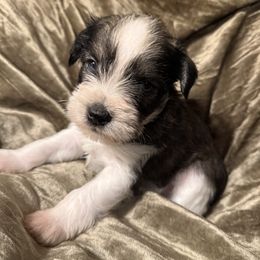 B2 - Salt and pepper male Miniature Schnauzer puppy in Lebanon, Missouri from Brown’s Kennel Club