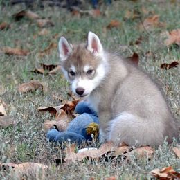 Shiba Inu and Siberian Husky Puppies from Mirage Siberians