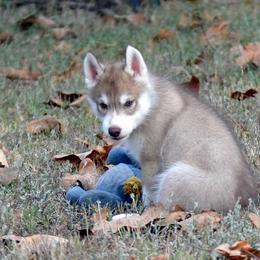 Shiba Inu and Siberian Husky Puppies from Mirage Siberians