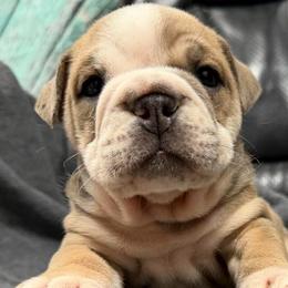 Bella - female Bulldog puppy in Marysville, Washington from English Bulldogs WA