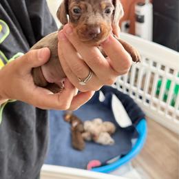 Sprout - AKC 4000 - Dapple male Dachshund puppy in Indian Trail, North Carolina from Hilda’s Teenie Weenies