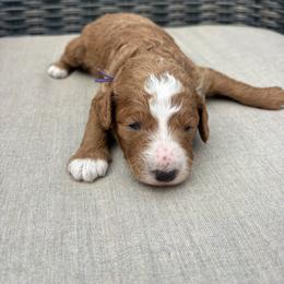 Purple - Red  female Poodle puppy in Pasco, Washington from Dayton Farms