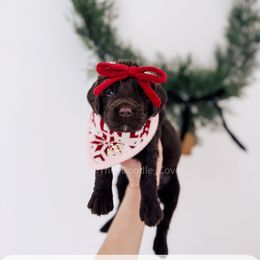 French Hen - 12 Days of Christmas - Chocolate female Goldendoodle puppy in Syracuse, Indiana from The Doodle Cove