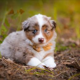 Ridge - Red merle male Australian Shepherd puppy in Georgetown, Texas from River Reign Australian Shepherds