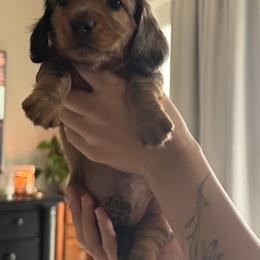 Dachshund Puppies from Mir and Dachshunds