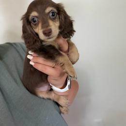 Willy - Chocolate and cream male Dachshund puppy in Mc Alester, Ok, Oklahoma from New Hope Miniature Dachshunds
