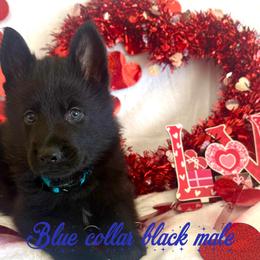 Blue collar - Black male German Shepherd puppy in Canterbury, Connecticut from Nachtwaechter German Shepherds, LLC