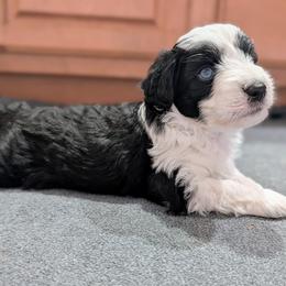 Aussiedoodle Puppies from Ridgeview Aussiedoodles