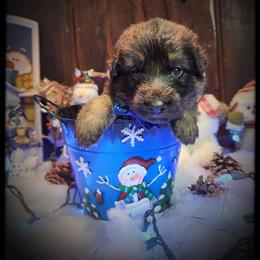 John McClain - Black and tan male German Shepherd puppy in Fort Jennings, Ohio from Von Holtzapple German shepherds