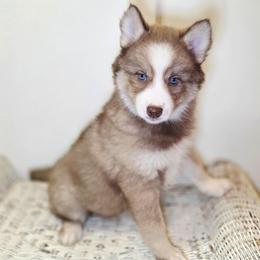 Zora SALE 3700 - Chocolate female Pomsky puppy in Christiana, Tennessee from Smoky Mountain Pomskies
