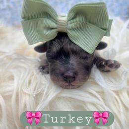 Turkey - female Cavapoochon puppy in Bullard, Texas from Cavapoochon Central LLC