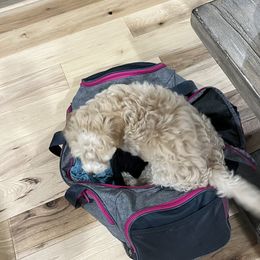 Aussiedoodle Puppies from Creek Bend Farm