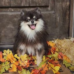 Liberty - Pomeranian