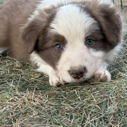 Border Collie puppies from Whipple Farms