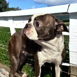 Boston Terriers and French Bulldogs from Classic Boston Terriers and French Bulldogs