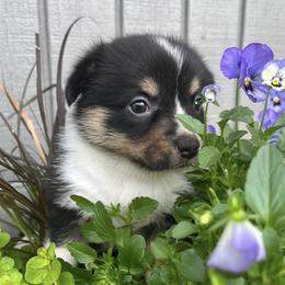 American Corgis and Pembroke Welsh Corgis from Olive Branch Corgis