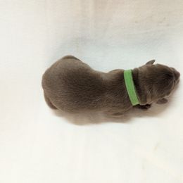 Dilute Retriever and Labrador Retriever Puppies from LC Hunting Labs, LLC.