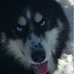 Wong - Siberian Husky