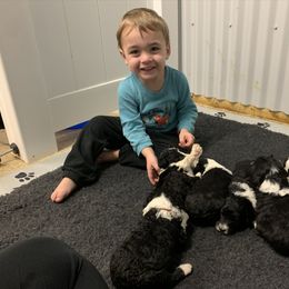 Sheepadoodle Puppies from The Farms Precious Doodles