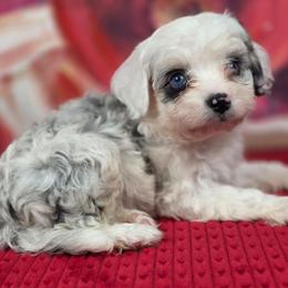B4 - Blue merle male Aussiedoodle puppy in Citra, Florida from Southpaw Herders LLC
