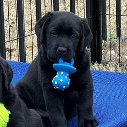 Blue Boy - Black male Labrador Retriever puppy in Melissa, Texas from Westport Labradors