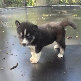 Bravo - Black and white male Siberian Husky puppy in Lakeland, Florida from Husky Breeder of Central Florida